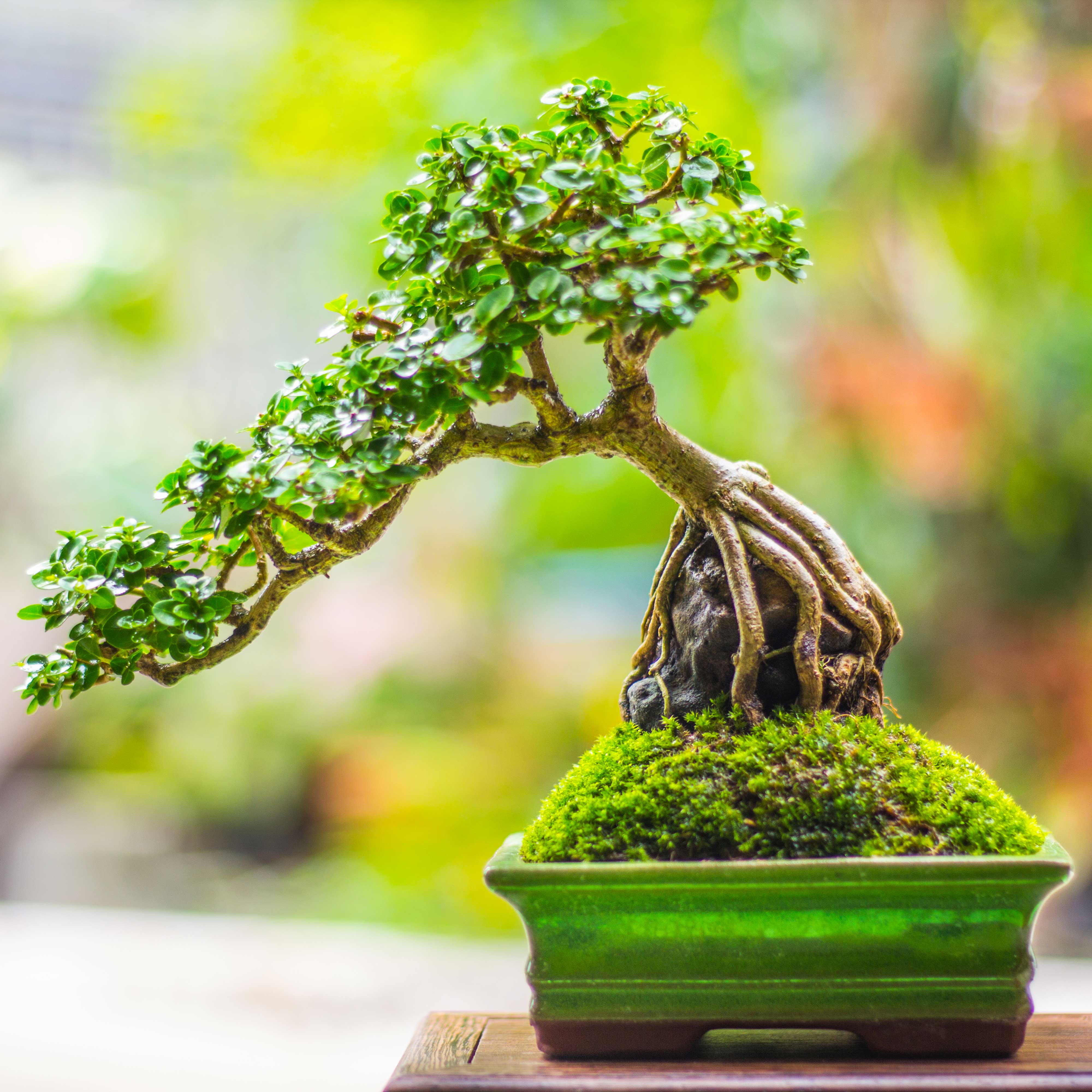 bonsai_op_rots.jpg