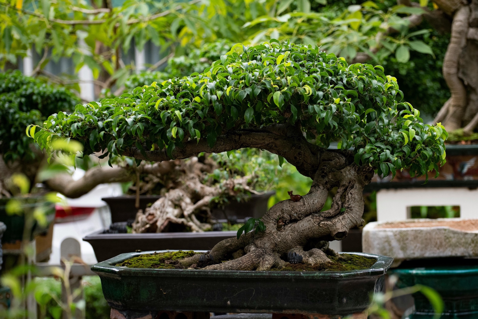 bonsai tree in a garden