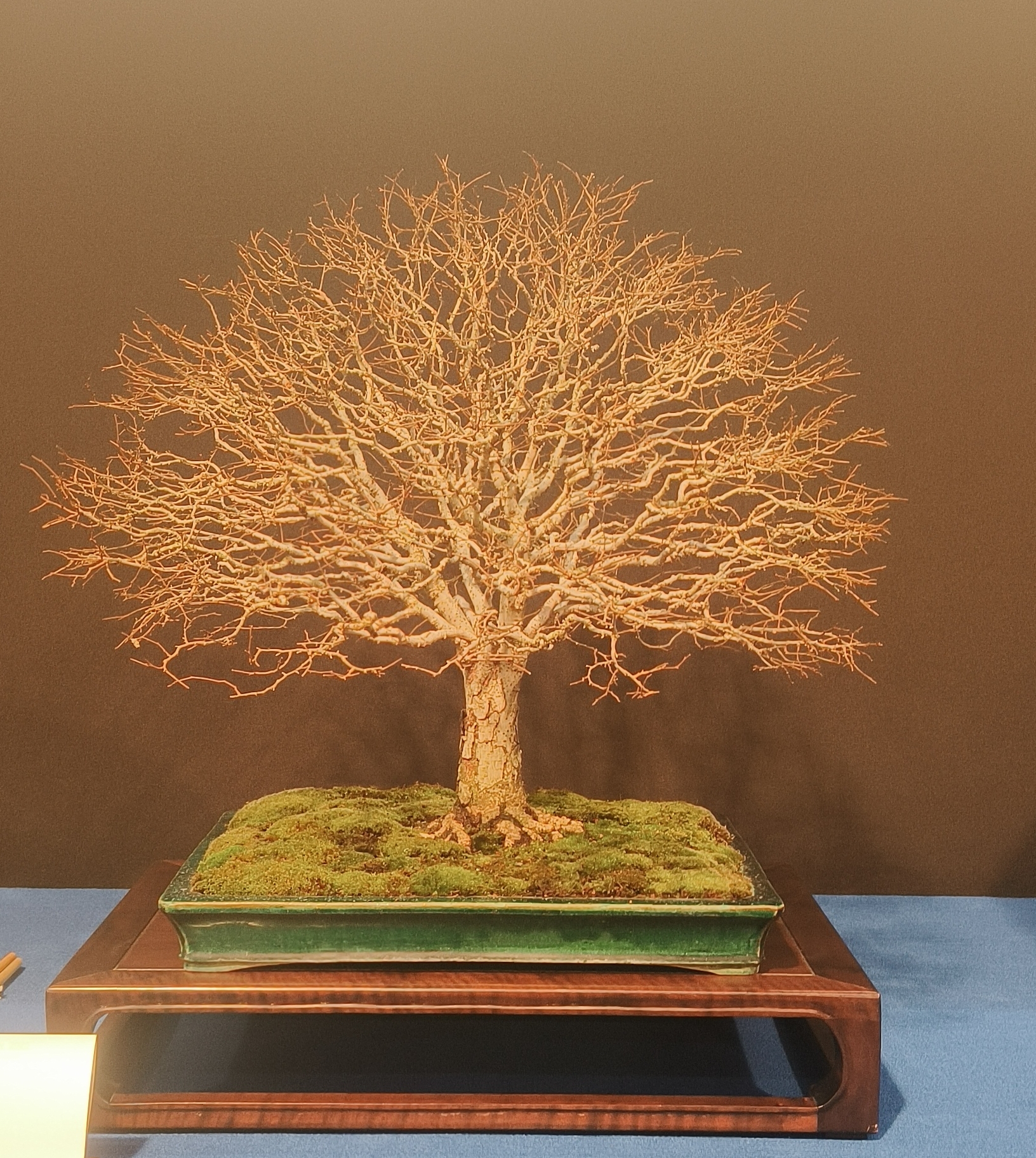 zelkova bonsai